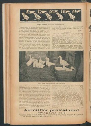 Avicultura : Cómo deben criarse los pollos