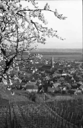 Ihringen: Blühender Kirschbaum und Blick auf den Ort