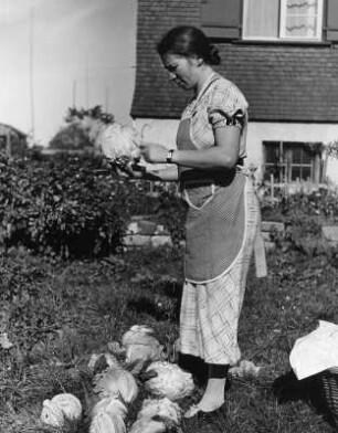 Krauternte im Garten. Frau beim Ernten von Weißkohl