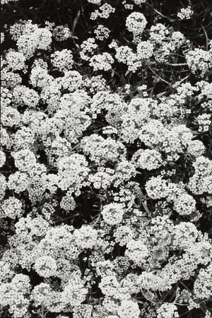 Blumenbeet vor dem Haus der Pädagogin und Kinderpsychoanalytikerin Bertha Bornstein
