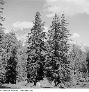 Nadelbäume in den Alpen