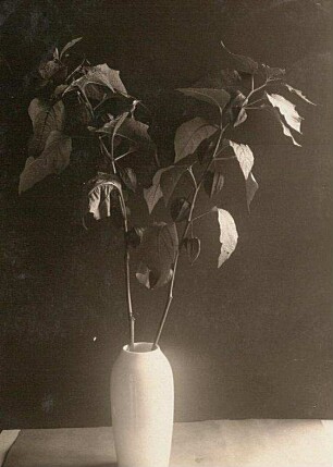 Lampionblume (Physalis alkekengi) in Frucht