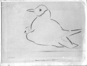 Lachmöwe mit Jungem, ruhend und beobachtend. Kohlezeichnung (1932; E. Richter). Dresden-Südvorstadt, Eisenstuckstraße, Atelier der Künstlerin