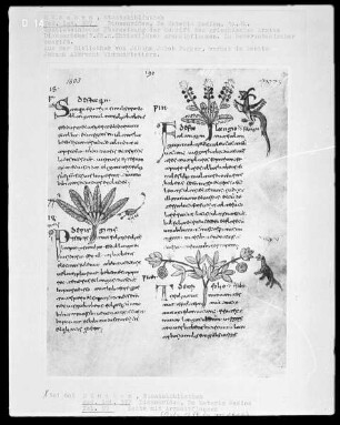 Dioscorides, De Materia Medica — Buchseite mit drei Zeichnungen von Arzneipflanzen
