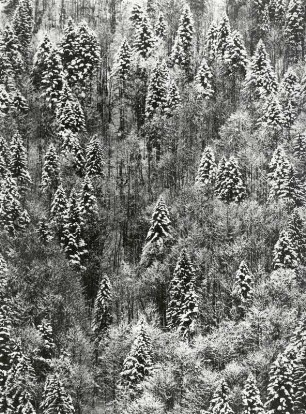 Nadelwald im Winter