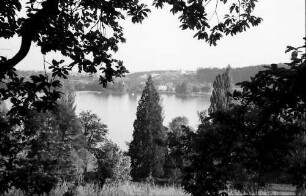 Mainau, Insel Mainau: Park der Mainau, Bucht mit Pappel