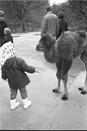 Nachwuchs bei den Kamelen im Karlsruher Zoo.