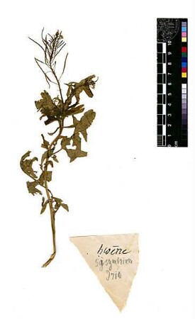 Cruciferae Sisymbrium Irio Linné, Carl von (1707 - 1778)