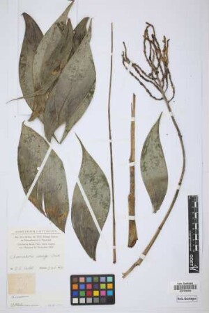 Chamaedorea