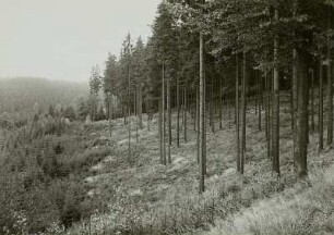 Forstwirtschaft im Erzgebirge. Zöblitz. Fichten Naturverjüngung. Geräumter Randstreifen, Außen- und Innensaum mit vorgreifenden Keilen