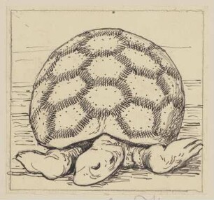 Zeichnung zur Fibel: Schildkröte