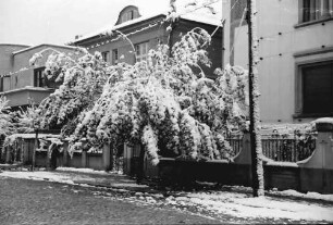 Bukarest: Im Winter, verschneite Laubbäume, Straße Dr. Lister