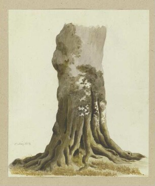 Baumstamm