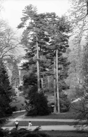 Badenweiler: Baumgruppe im Kurpark