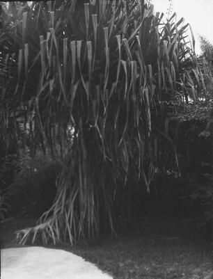 Sumpf-Kiefern : Vegetation mit Sumpf-Kiefern