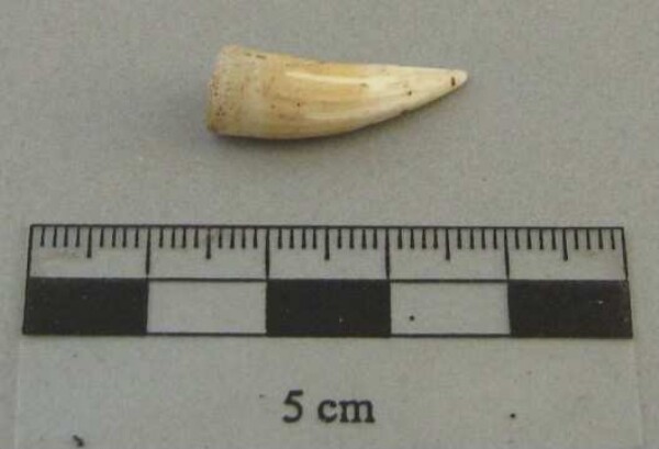 Animal tooth