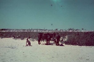 Wehrmachtssoldaten mit Pferden am Strand eines Flusses