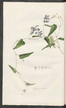 Glycine violacea