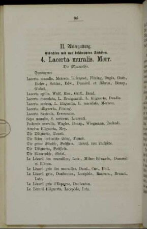 4. Lacerta muralis. Merr. die Mauerechse