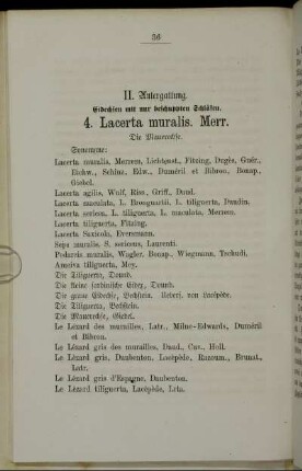 4. Lacerta muralis. Merr. die Mauerechse