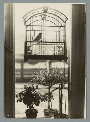 Fenster mit Finken im Vogelkäfig