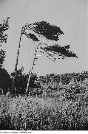 Kiefern und Nadelbäume in den Dünen des Westdarß