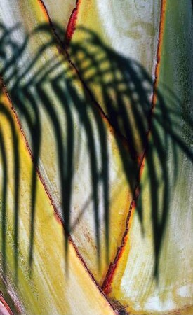 Spanien. Gran Canaria. Maspalomas. Hotel Tropical. Pflanze mit Schatten