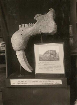 Deinotherium, auch Dinotherium oder „Hauerelefant“. Unterkiefer. Dresden: Museum für Mineralogie und Geologie
