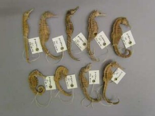 Getrocknete Seepferdchen (Heilmittel, Medizin)