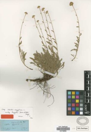 Achillea aegyptiaca L.