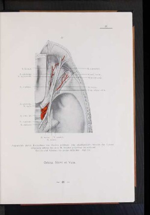 Orbita, Nervi et Vasa.