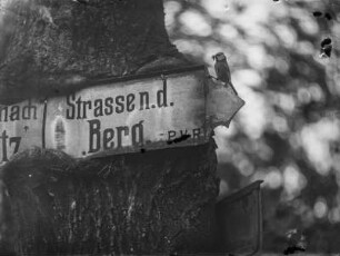 Blaumeise : Rochlitzer Berg. Blaumeise (Cyanistes caeruleus, Syn. Parus caeruleus) auf einem Wegweiser "Strasse n. d. Berg"