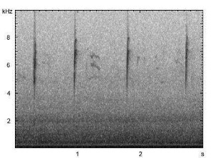 Kernbeißer | Coccothraustes coccothraustes - Ruf