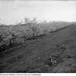 Frühling; Baumblüte Borthen Kauscha