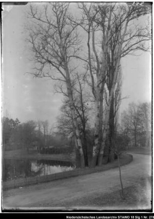 Parkanlage mit von Bäumen gesäumtem Weg an einem Teich entlang