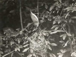 Sumpfrohrsänger (Acrocephalus palustris Bechst.) kommt zum Füttern auf das Nest