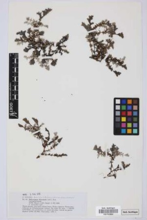Polycarpaea divaricata Poir. ex Steud.