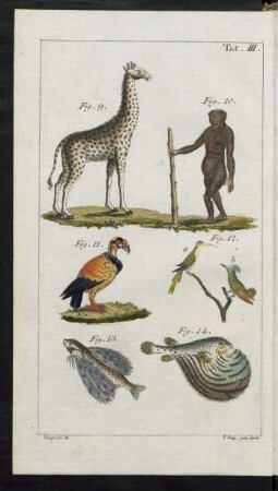 Taf. III. Fig. 9. - Fig. 14.