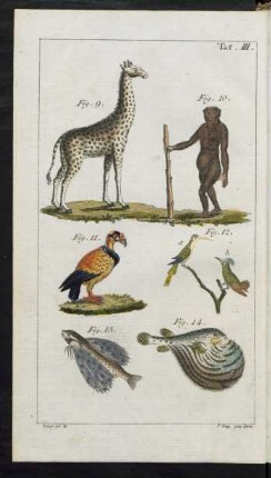 Taf. III. Fig. 9. - Fig. 14.
