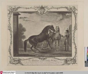 The Portraiture of the Cullen Arabian