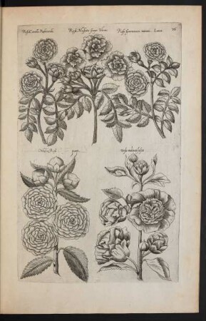 Taf. 36. [Rosa]