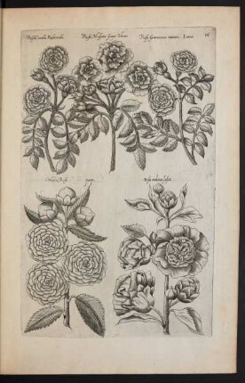 Taf. 36. [Rosa]