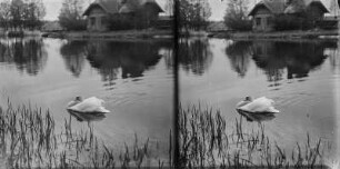Höckerschwan : Höckerschwan (Cygnus olor).