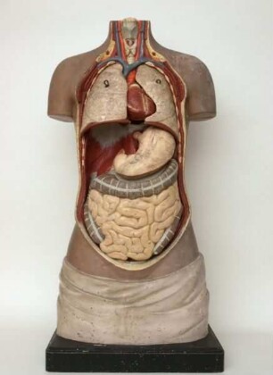 Modell Biologie: Torso (Mensch, Organe)