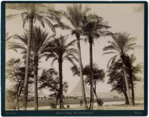 N° 421 Palmiers aux pyramides