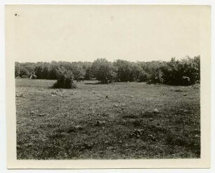 Wald im nördl. golan