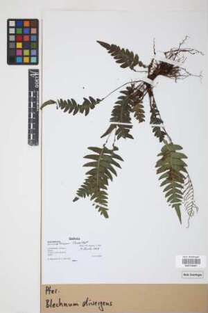 Blechnum divergens (Kunze) Mett.
