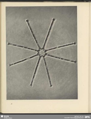 Stern aus Linien. Algenverband Asterionella. 1200:1