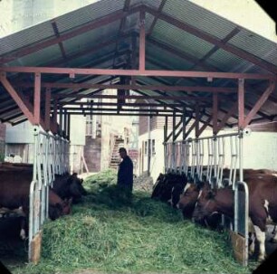 Fotografie: Futtervorlage, Futtertisch, Fangfressgitter, Grünfutter