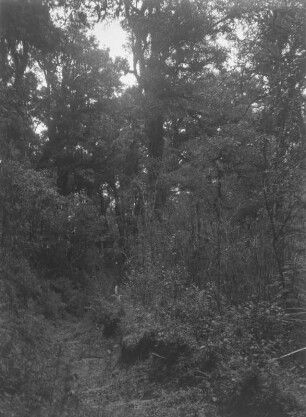 Waldweg : Schmaler Pfad, der durch einen Wald führt.